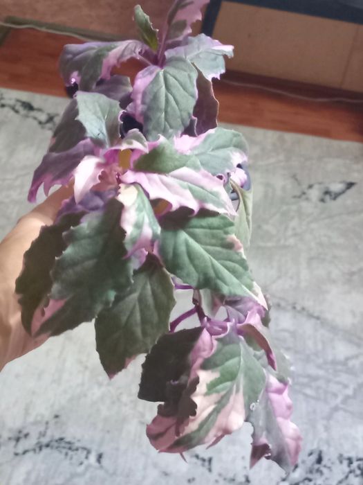 Продам комнатные цветы