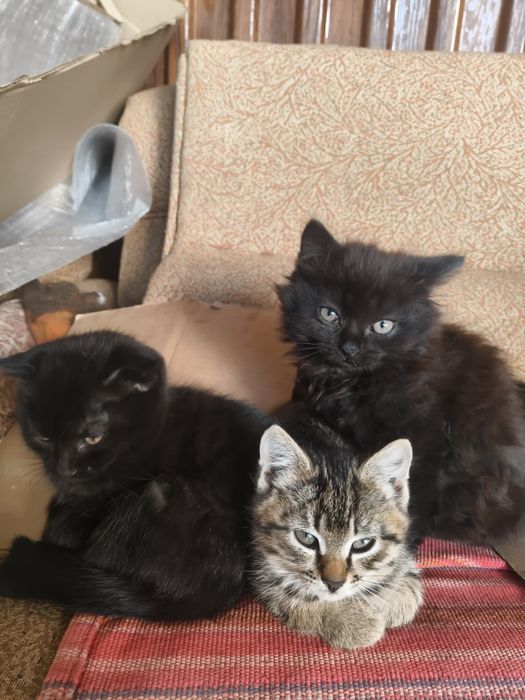 Котят  месячных подарим