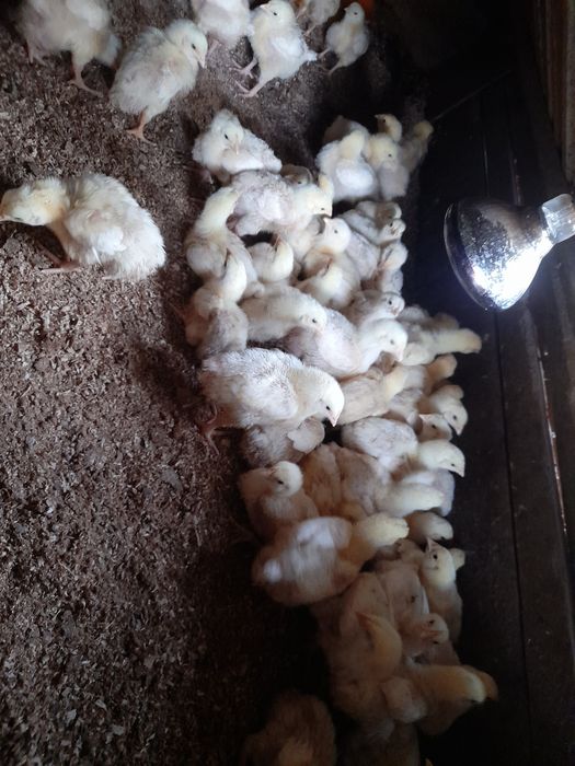 Pui de carne si rasa mixta