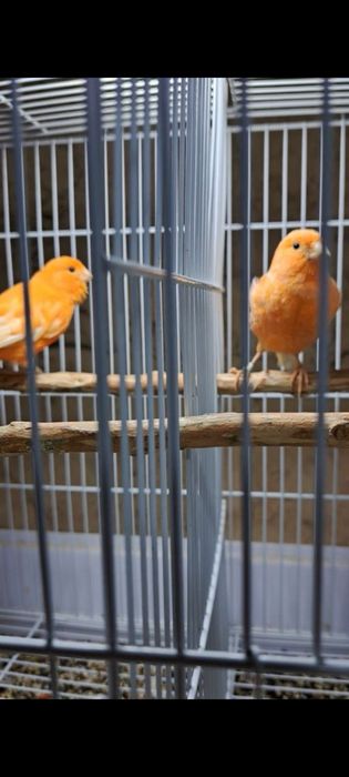 Kanarekalar sodiladi