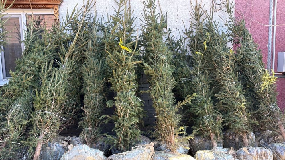 Продам ели с комом земли