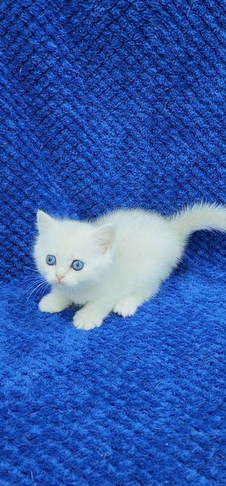 скотиш страйт девочка