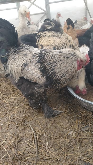 Продам петухов на племя