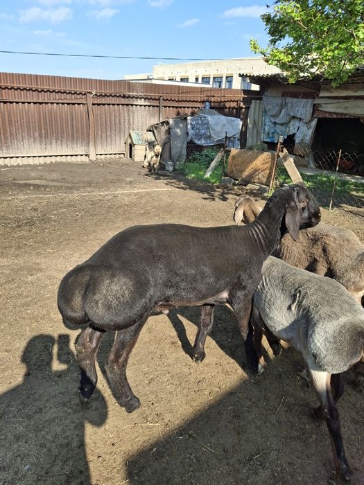 Қозы қошқар, гиссар