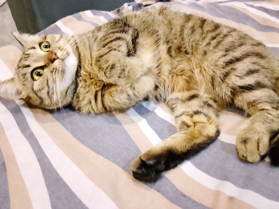 отдам кошек бесплатно