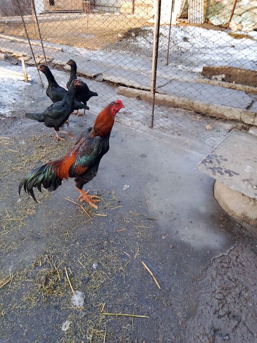 Продам петуха шамо