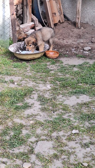 Donez cățeluși drăguți