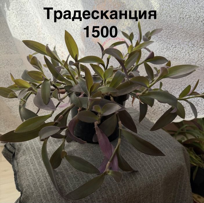 Цветы ……………………..