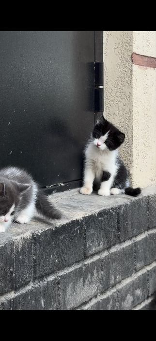 Котятам 1,5 мес.