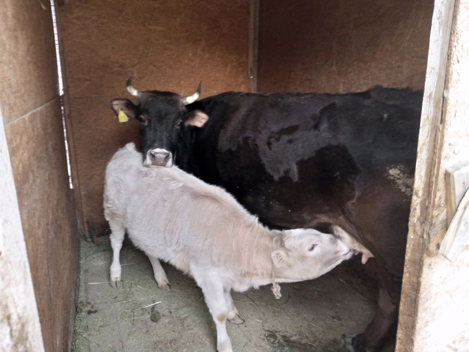 Бұзау сиры сүт...