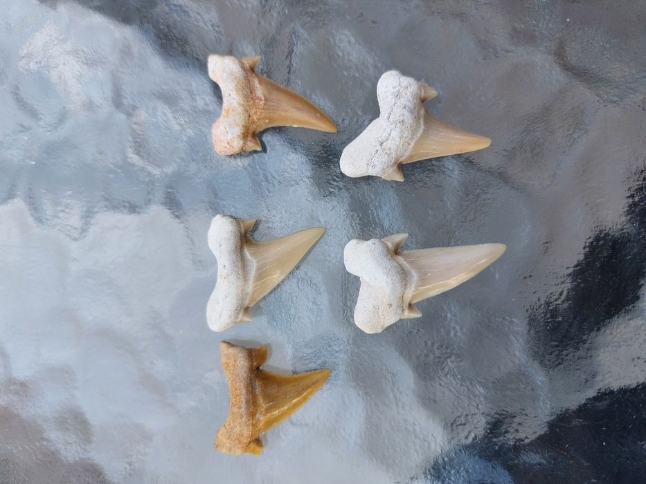 Зъби от праисторическа Акула,фосили Мексико