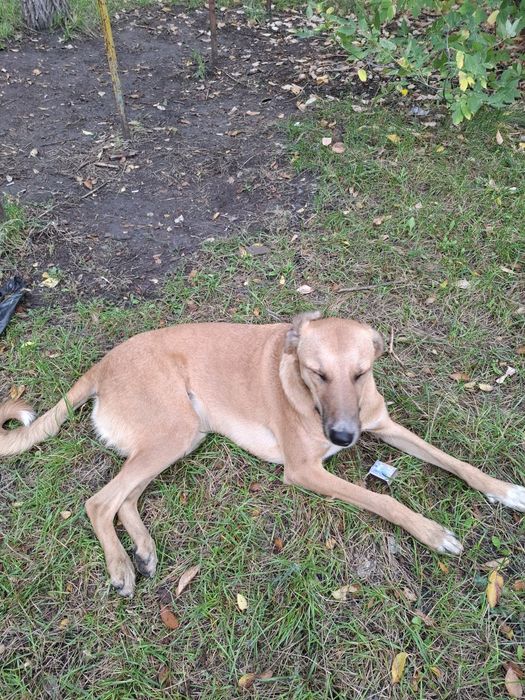 Помощь животным.