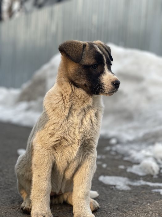 Щенки крупной породы.