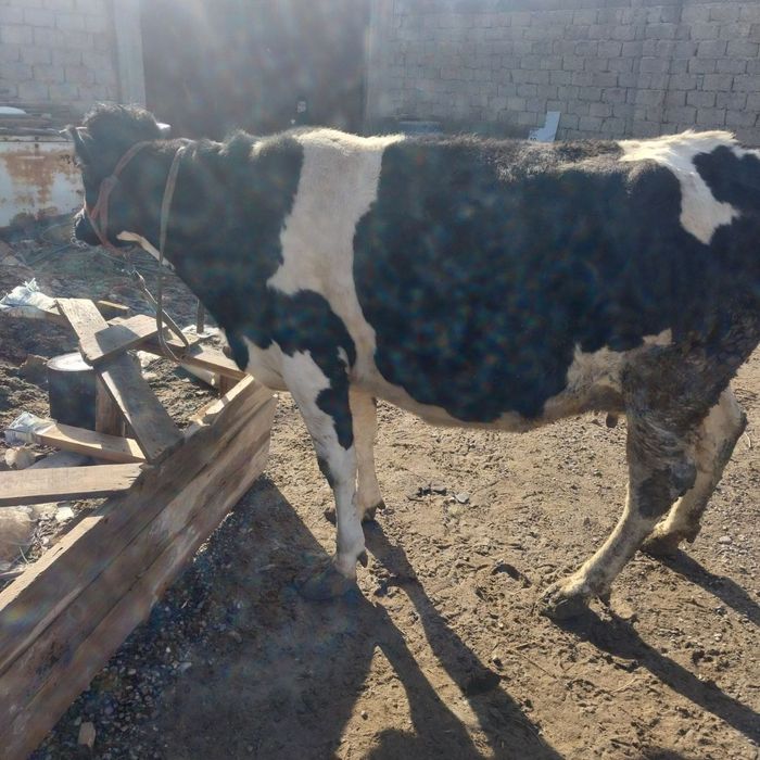 Sigir sotiladi  sogʻlom