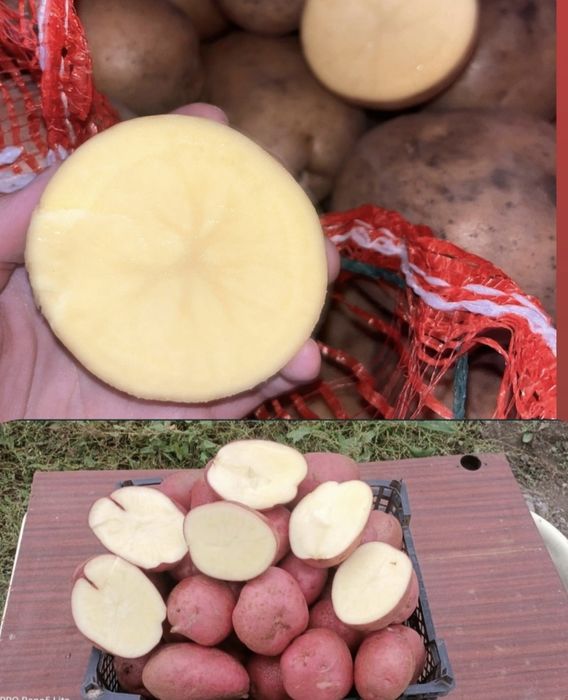 Дачный картофель