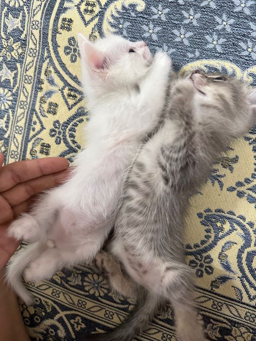 мысықтар 2 еу платный