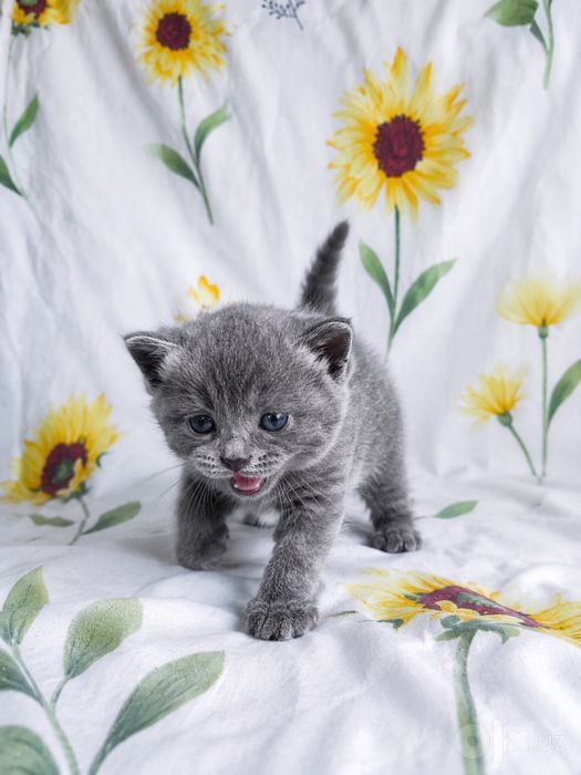 Скотиш фолд страйт
