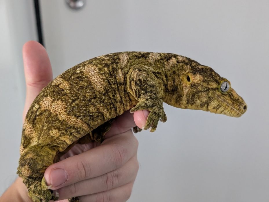 Leachianus gecko (Rhacodactylus leachianus, giant gecko)