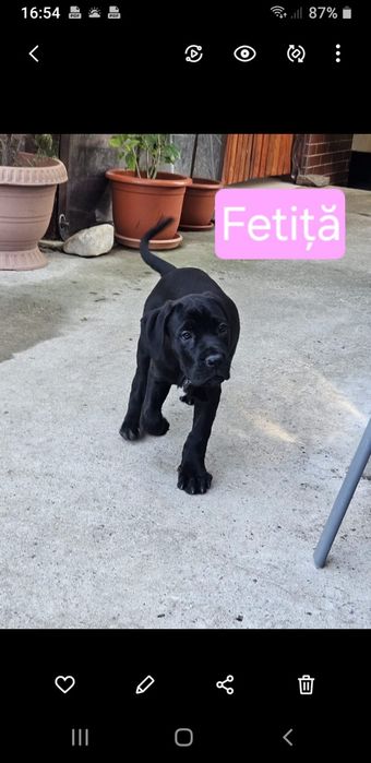 Cățeluși Cane Corso