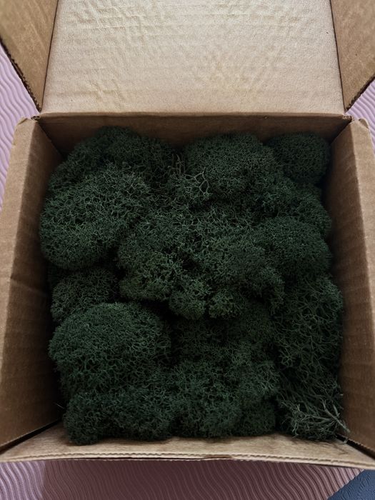 Мох живой 100 грамм