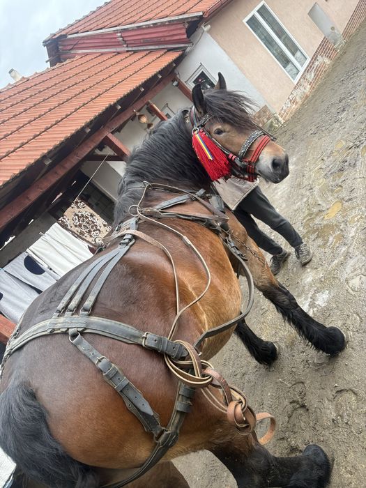 Vand Iapa semi grea (Gestanta )