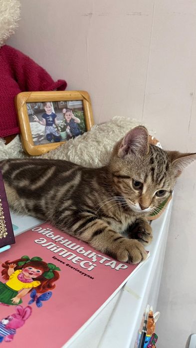 Шотланец мальчик