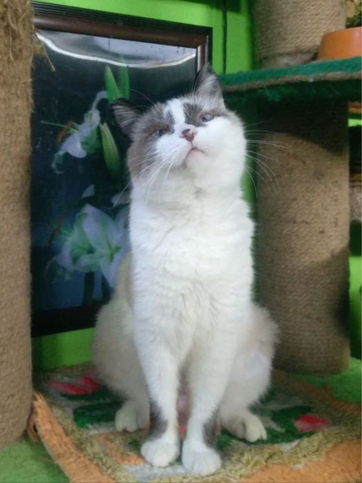 Кошке нужен дом/передержка