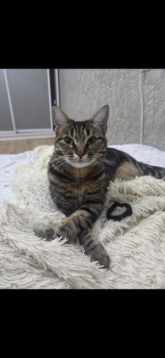 Отдам кошку в добрые руки
