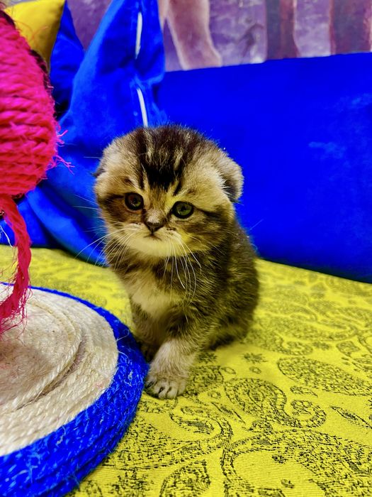 Шотланский Скоттиш Фолд! Шиншилла!