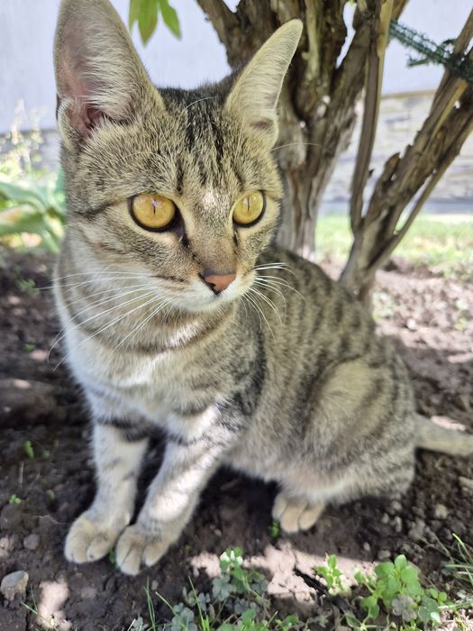 Кошка в добрые руки