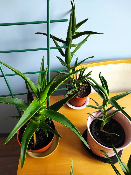 Лечебно алое вера, 2 вида, над 3 - годишни, отлично гледани растения