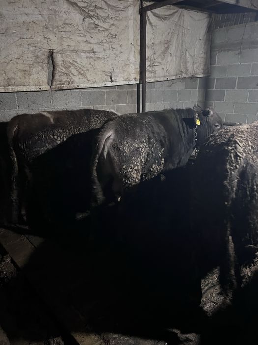 Семіз сиыр , Бұқалар сатылады