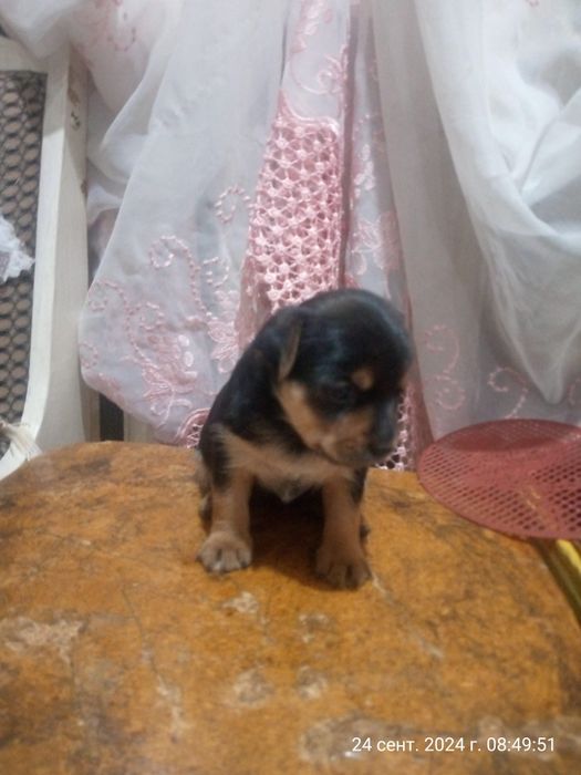 Продам щенков Йоркширский терьер