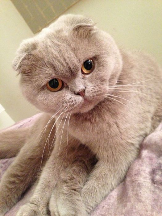 Срочно Продается Кошка Породы Скоттиш Фолд!