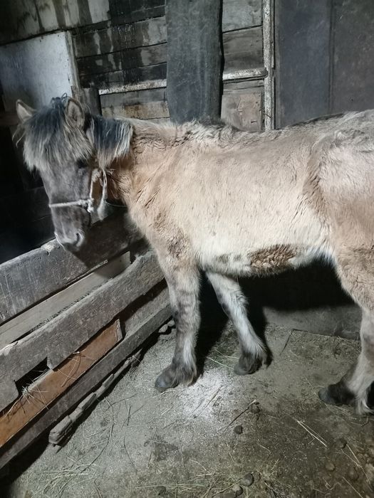 Тай 2 головы. Молодняк