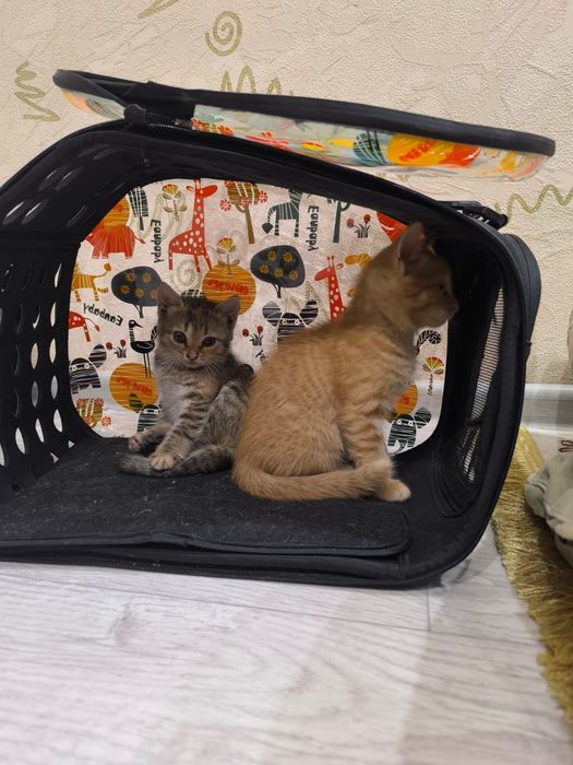 Отдам котят в добрые руки