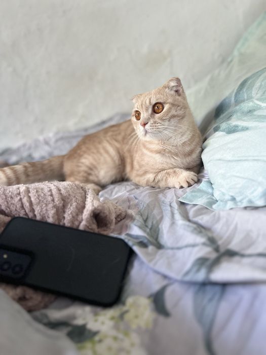 Котик шотландский