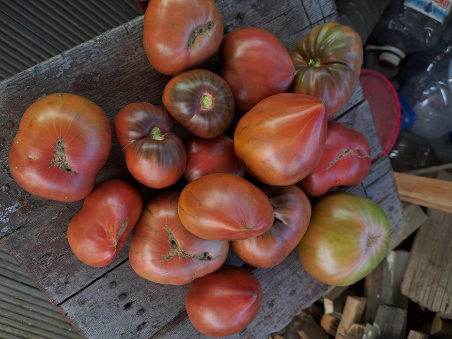 Продам дачные помидоры