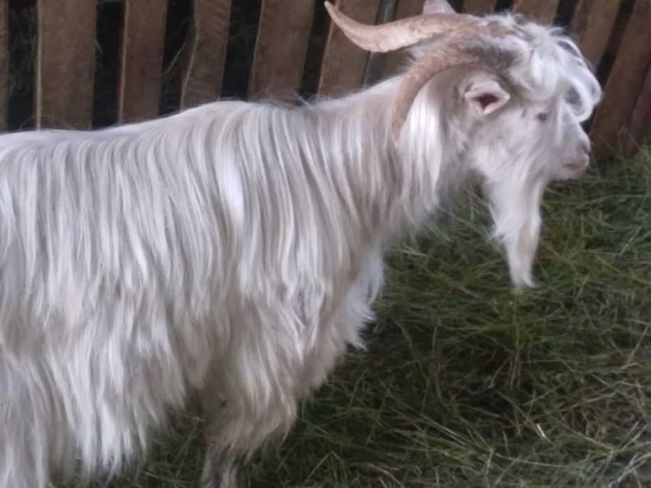 Vând țap de anul trecut