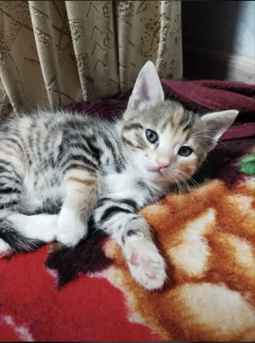 Отдам котят в добрые  руки