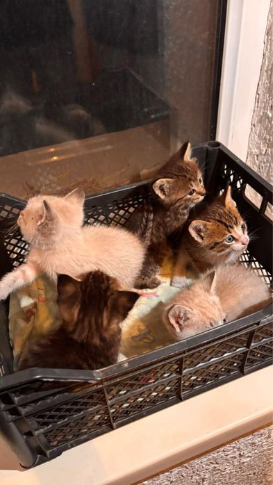 Отдадим котят в хорошие руки