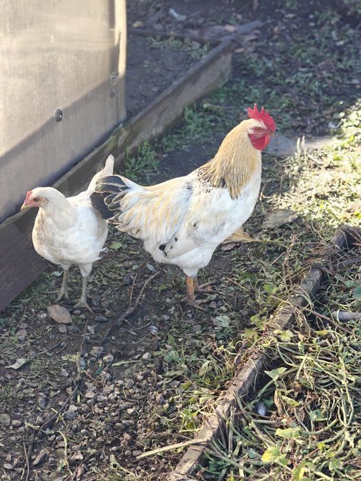 Продам домашних кур