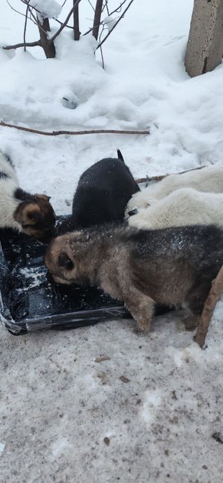 Щенки нуждаются в доме