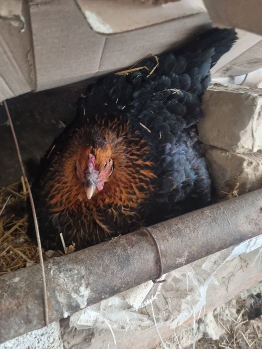 Курк товук сотилади