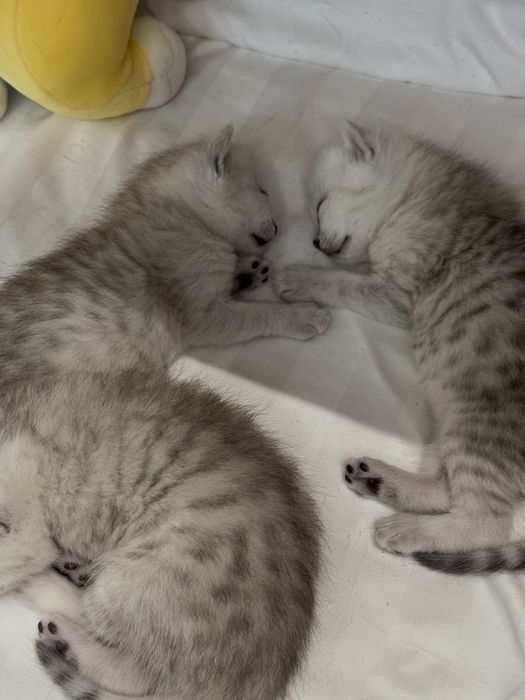 Породистые милые котята
