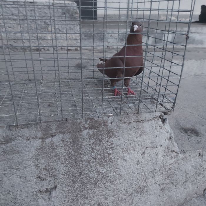 Красный самец лет с игрой