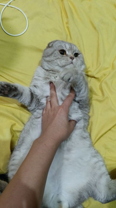 Vyazka! Kot Skottish fold