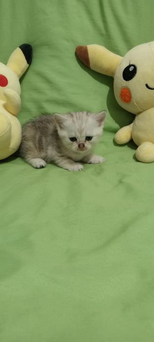 Продам котят Скоттиш Страйт фолд