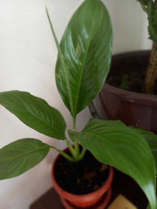 Цветы домашние от 1000