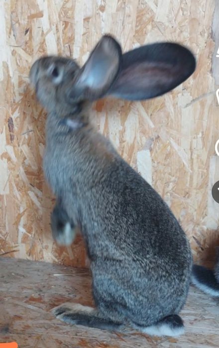 Iepuri Uriaș German Gri disponibil